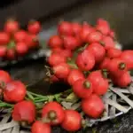 10 meglepő titok a csipkebogyóról, amit eddig biztosan nem tudtál!